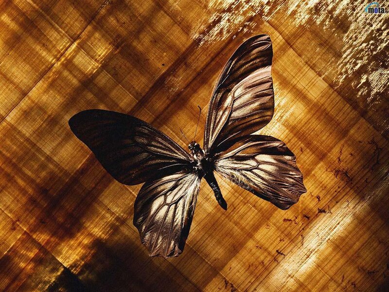 Black Butterfly on Wood — Brown, Dramatic