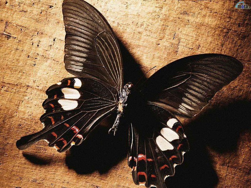 Black Butterfly on Wood — Brown