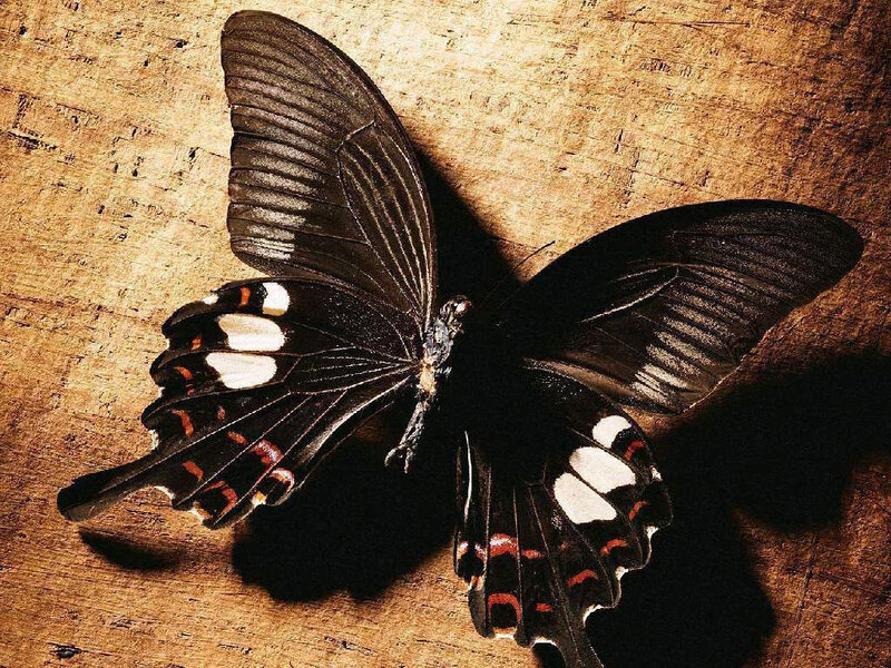 Black Butterfly on Wood