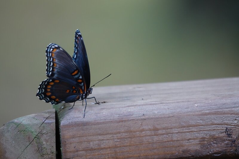 black butterfly on wooden surface
