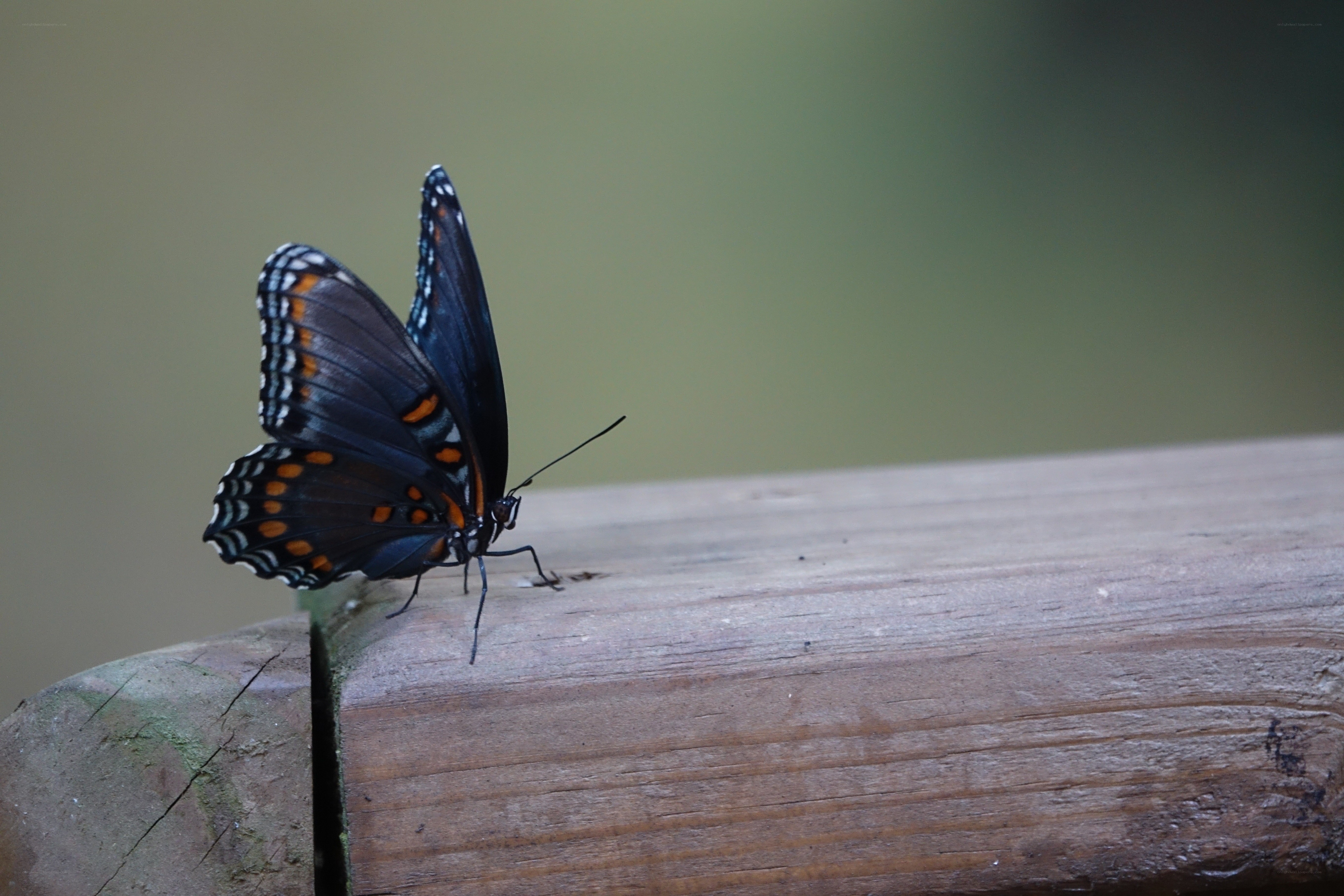 black butterfly on wooden surface