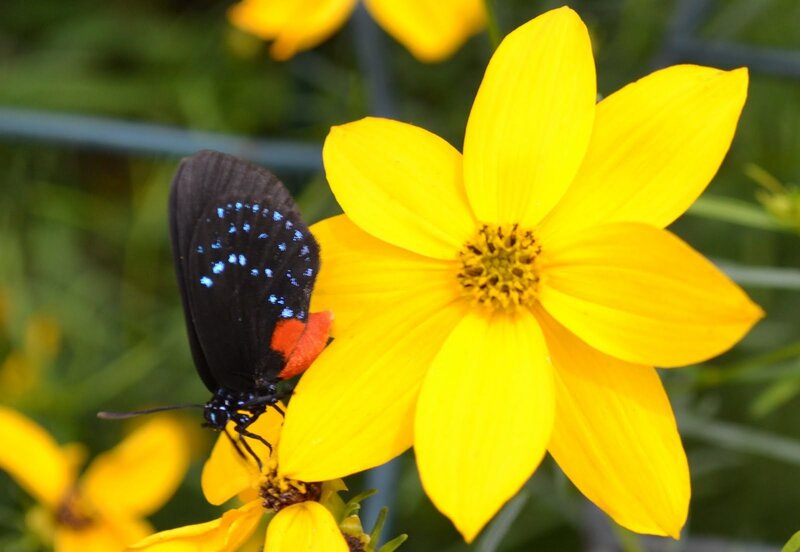 Black Butterfly on Yellow Flower — Calm, Afternoon, Photograph