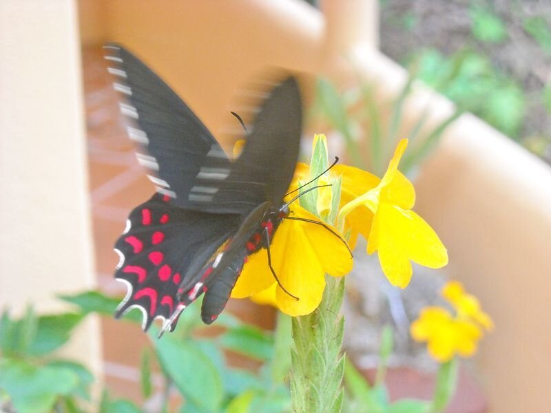 Black Butterfly on Yellow Flower — Calm, Afternoon