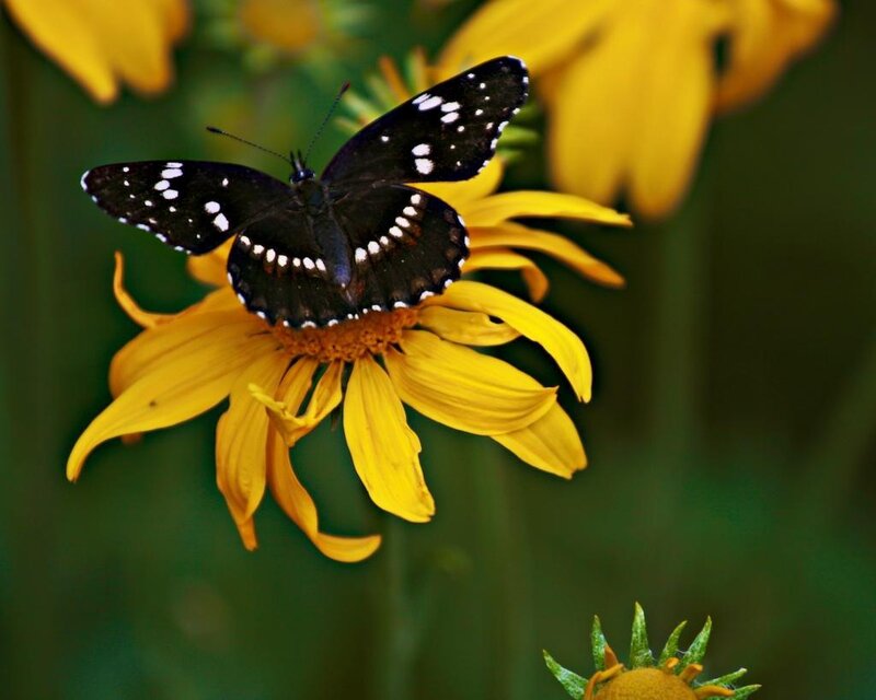 Black Butterfly on Yellow Flower — Calm