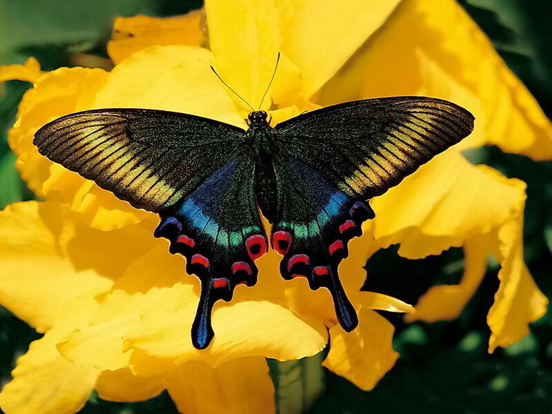 Black Butterfly on Yellow Flower — Serene