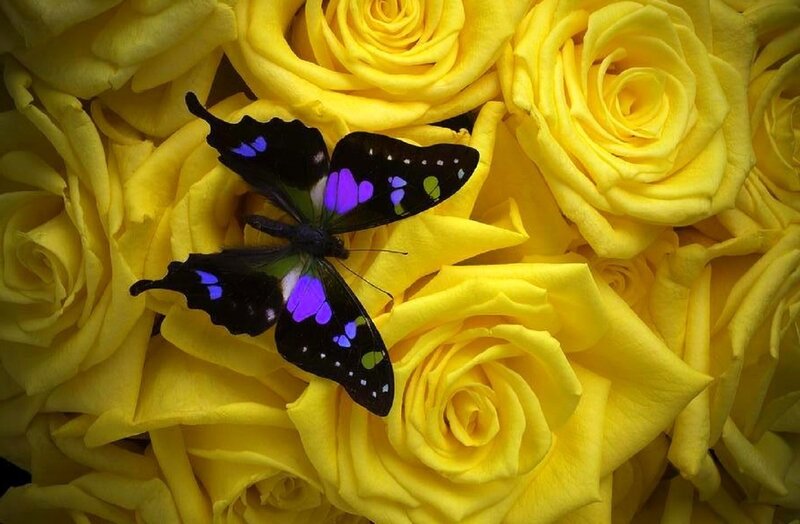Black Butterfly on Yellow Roses