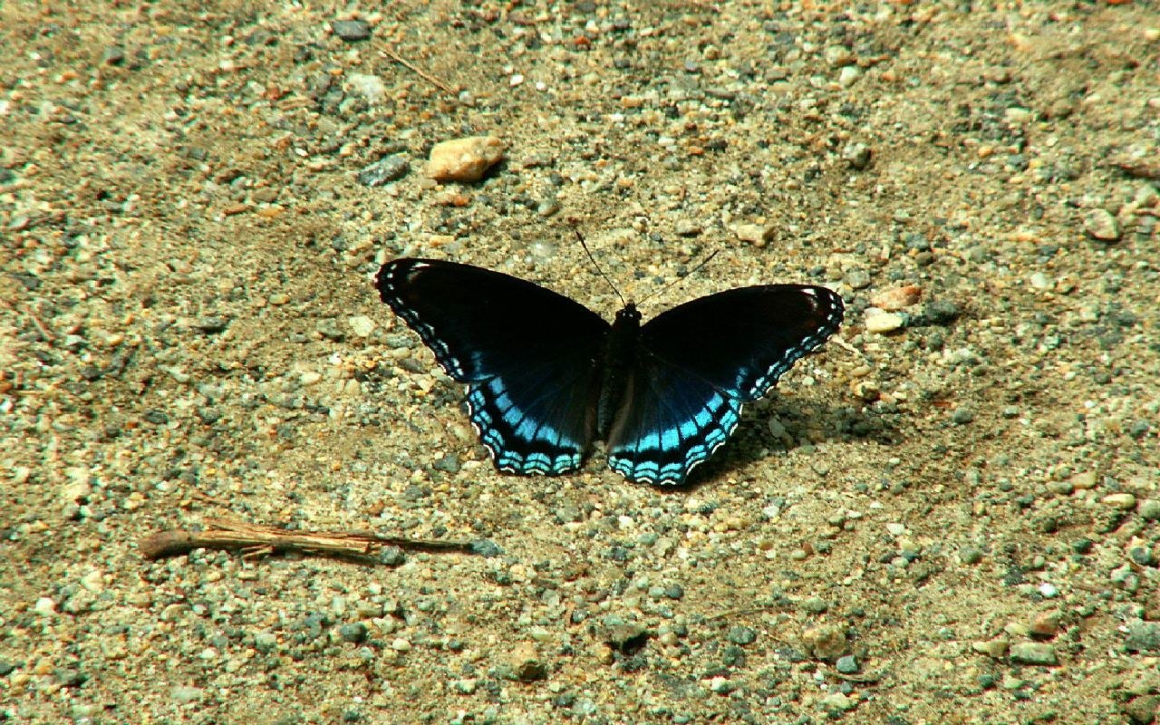 black butterfly with blue edges