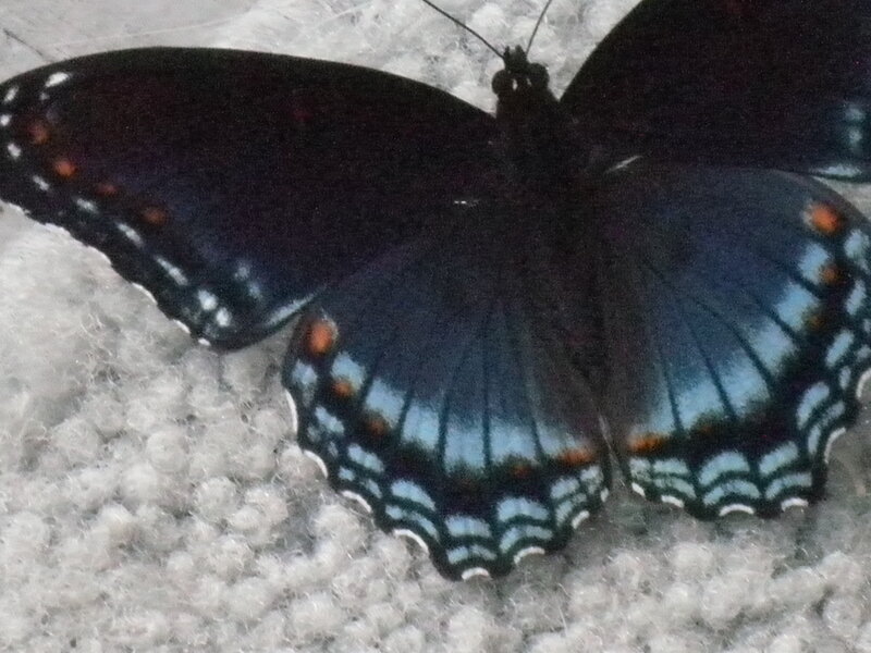 Black Butterfly with Blue Wings