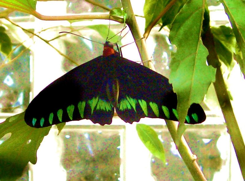 black butterfly with green markings