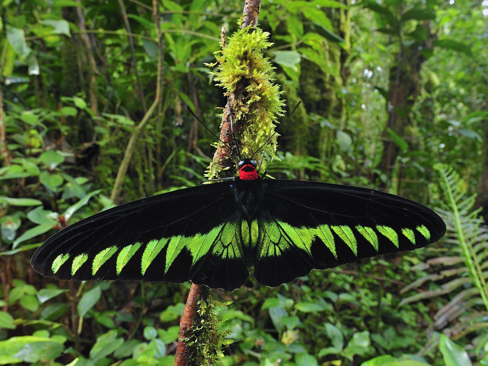 Black butterfly with green wings