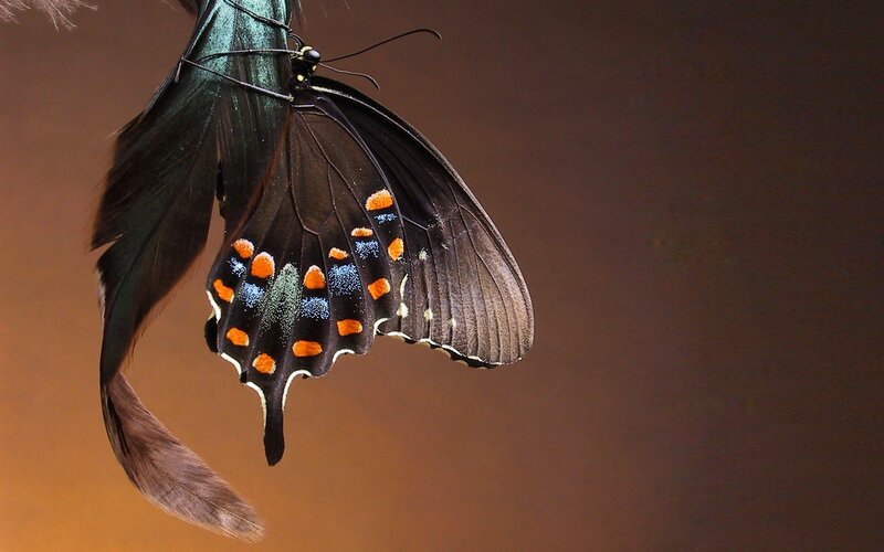 Black Butterfly with Orange Spots — Dramatic, Photograph