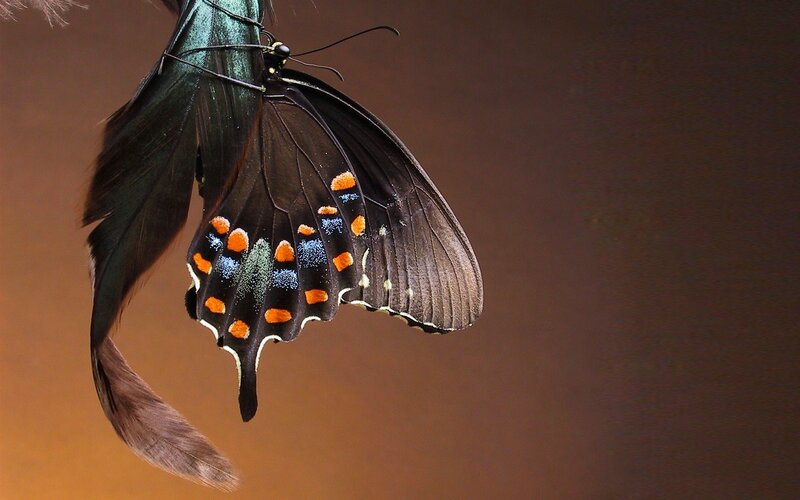 Black Butterfly with Orange Spots — Dramatic, Sunset