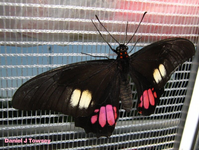 black butterfly with pink and white spots