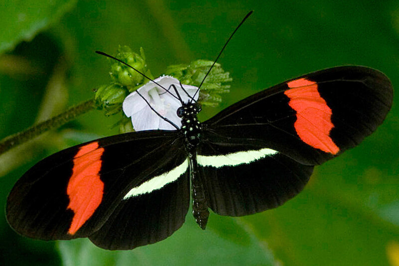 Black Butterfly with Red and White Markings