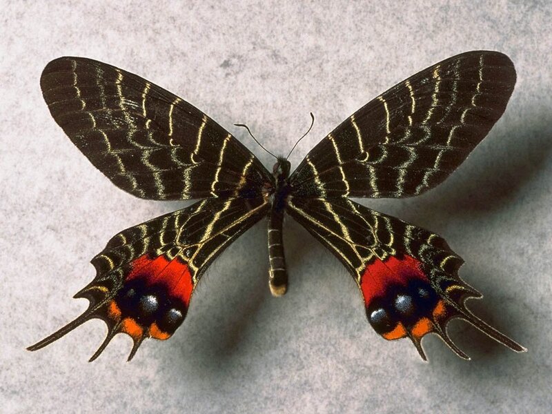 Black butterfly with red and yellow markings