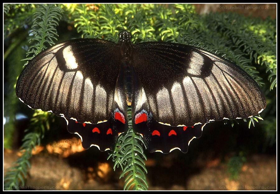 black butterfly with red spots