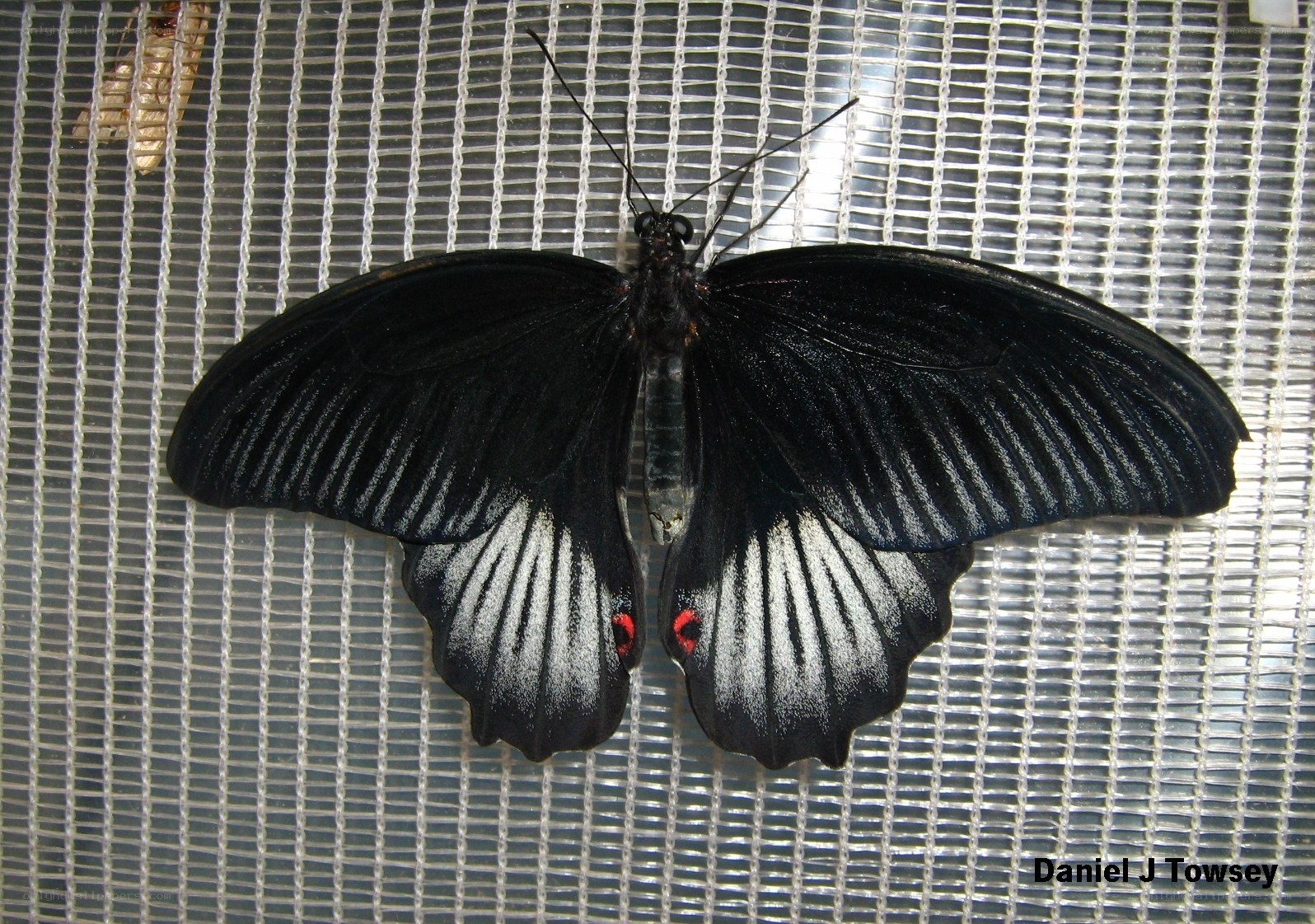black butterfly with red spots