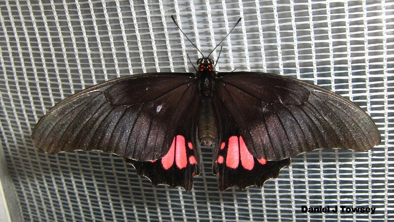 black butterfly with red spots