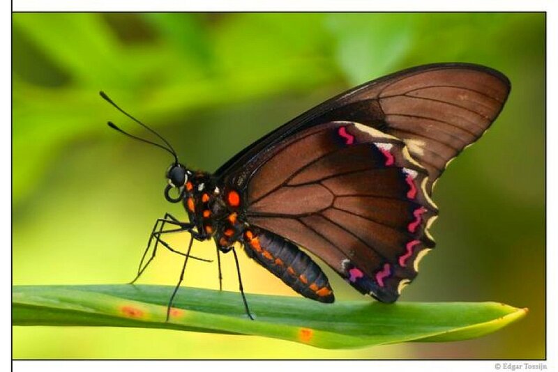 black butterfly with red spots