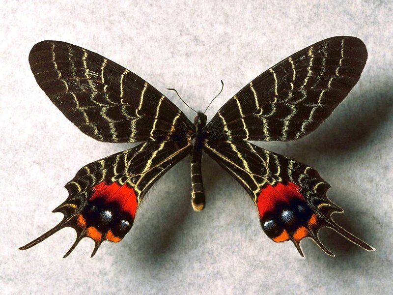 black butterfly with red spots