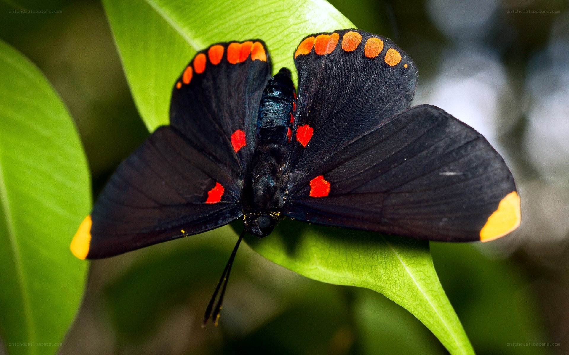 black butterfly with red spots
