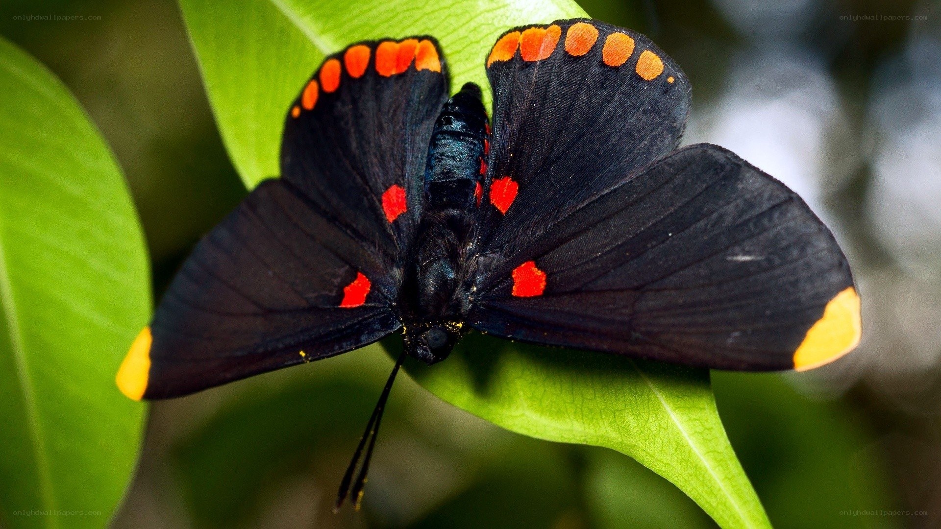 black butterfly with red spots
