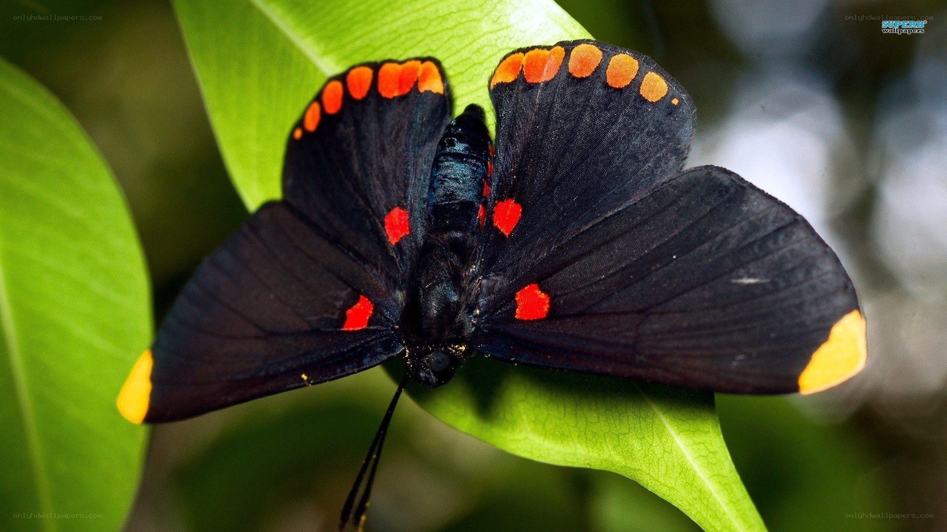 black butterfly with red spots