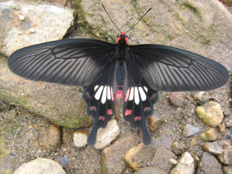 Black Butterfly with Red Spots — Calm, Photograph