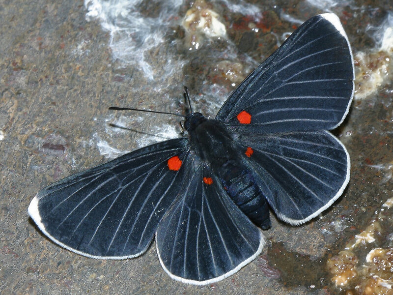 Black Butterfly with Red Spots — Calm