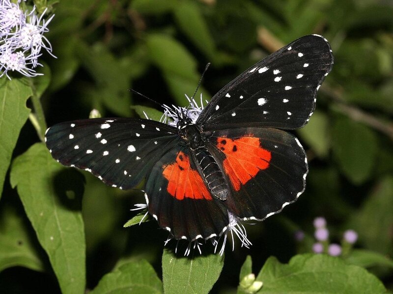 Black Butterfly with Red Spots — Natural, Afternoon