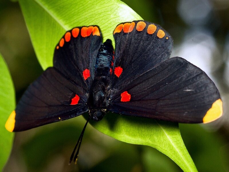 Black Butterfly with Red Spots — Natural, Photograph