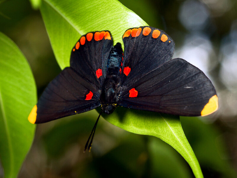 Black Butterfly with Red Spots — Natural
