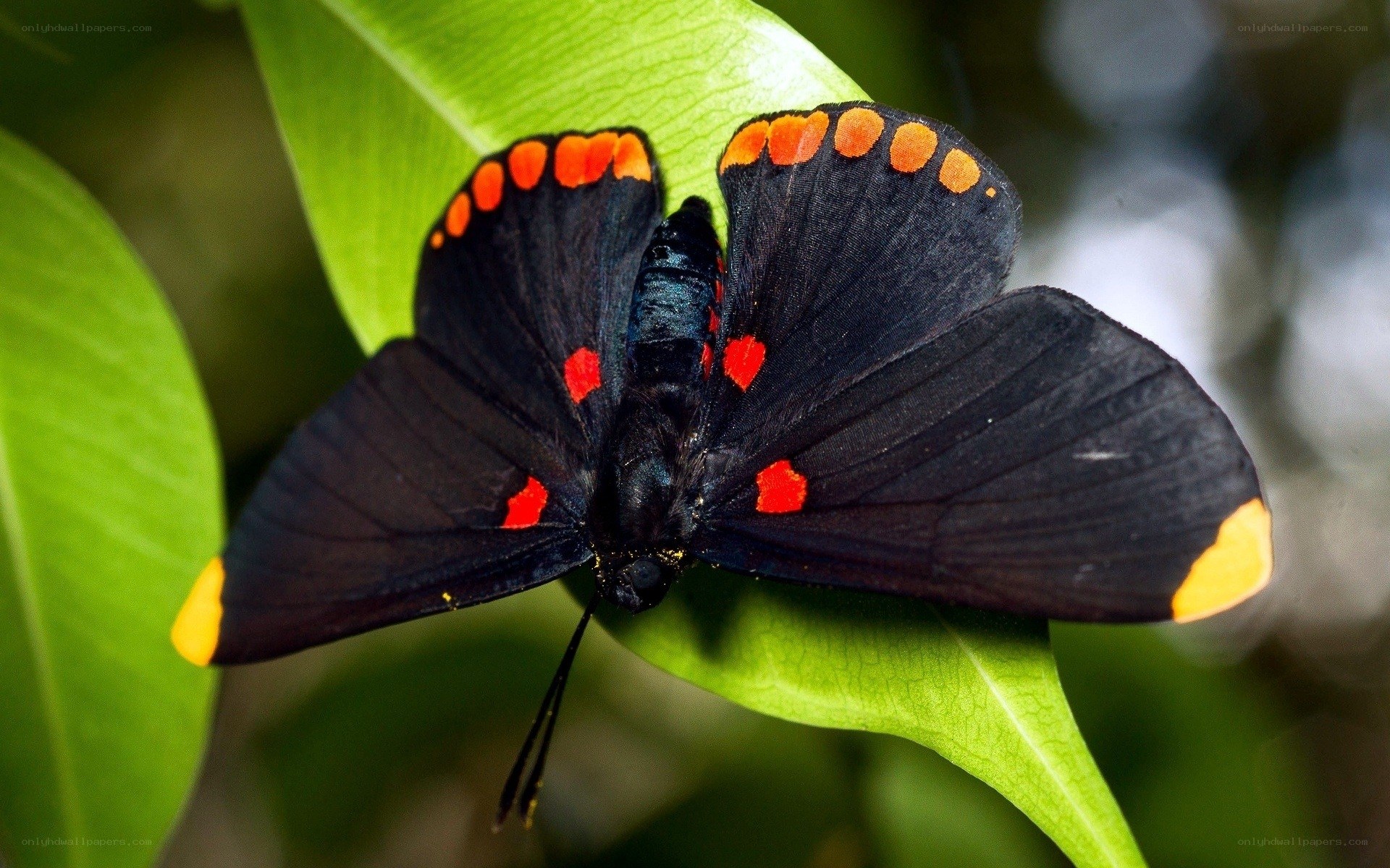 black butterfly with red spots