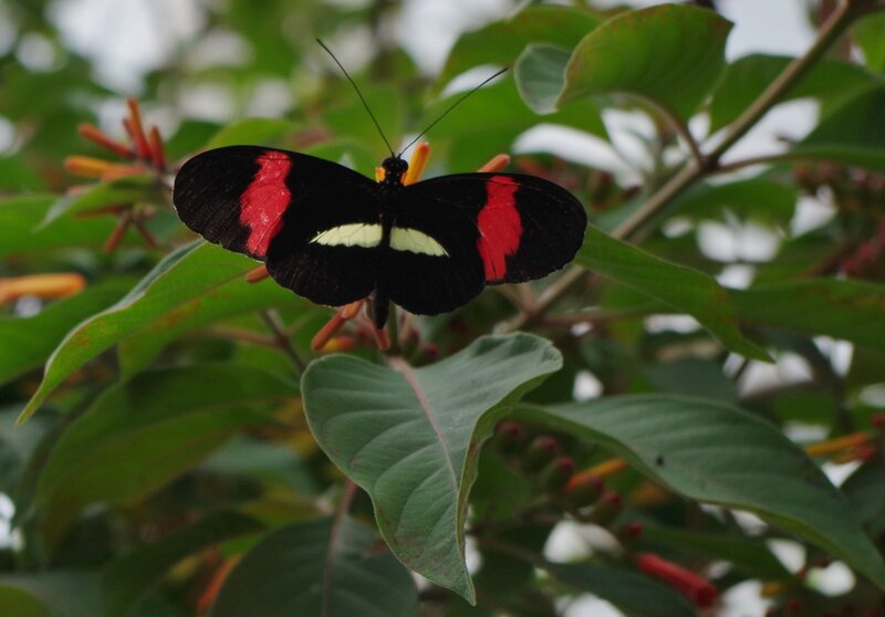 Black Butterfly with Red Stripes