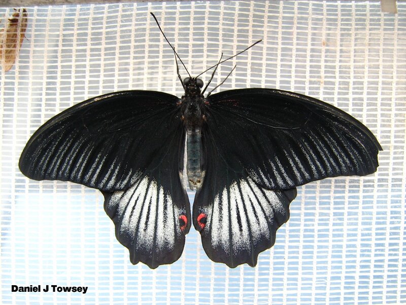 Black Butterfly with White Markings — Calm, Photograph, Netting
