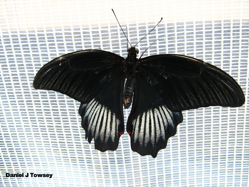 black butterfly with white markings