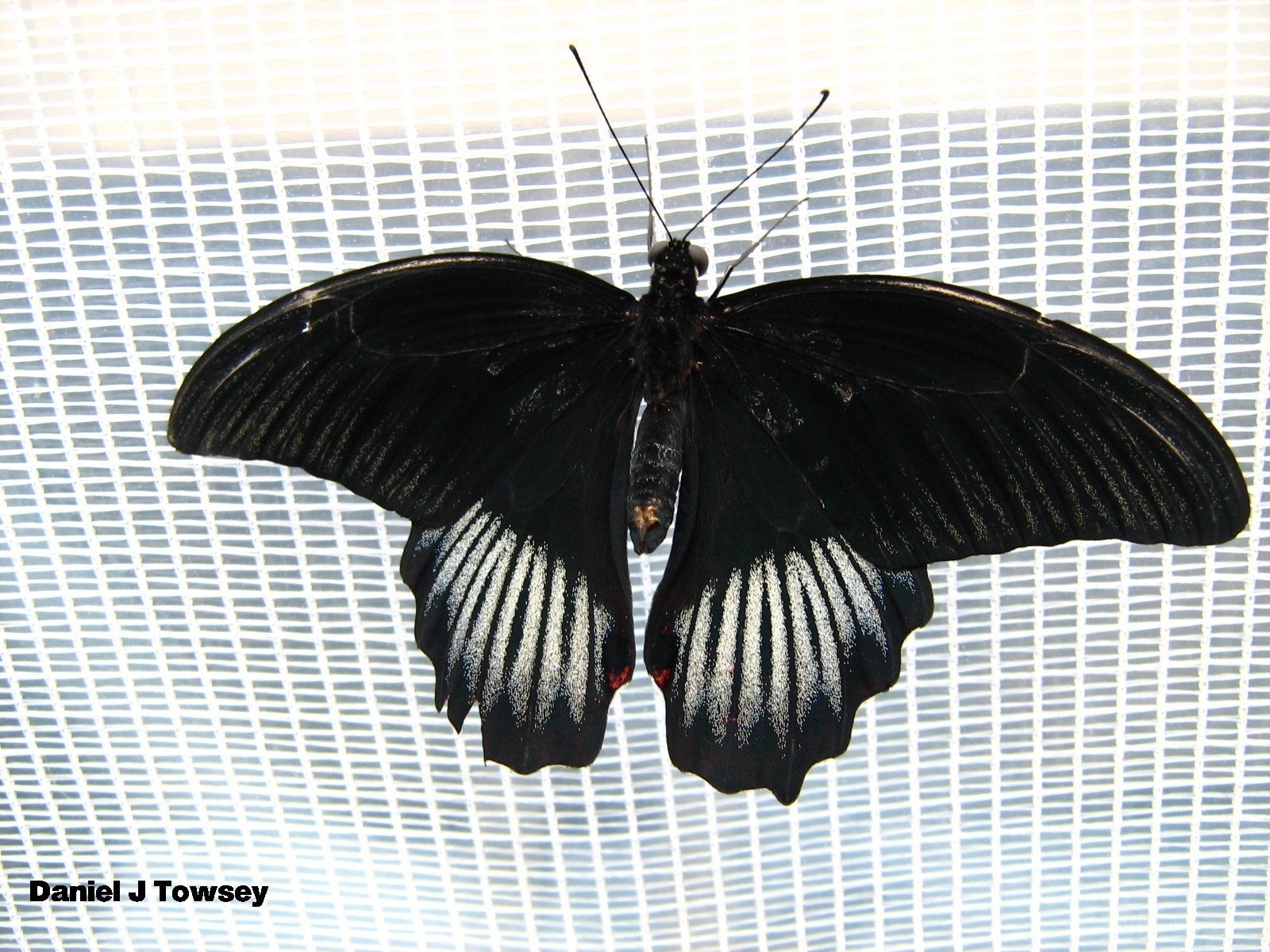 black butterfly with white markings