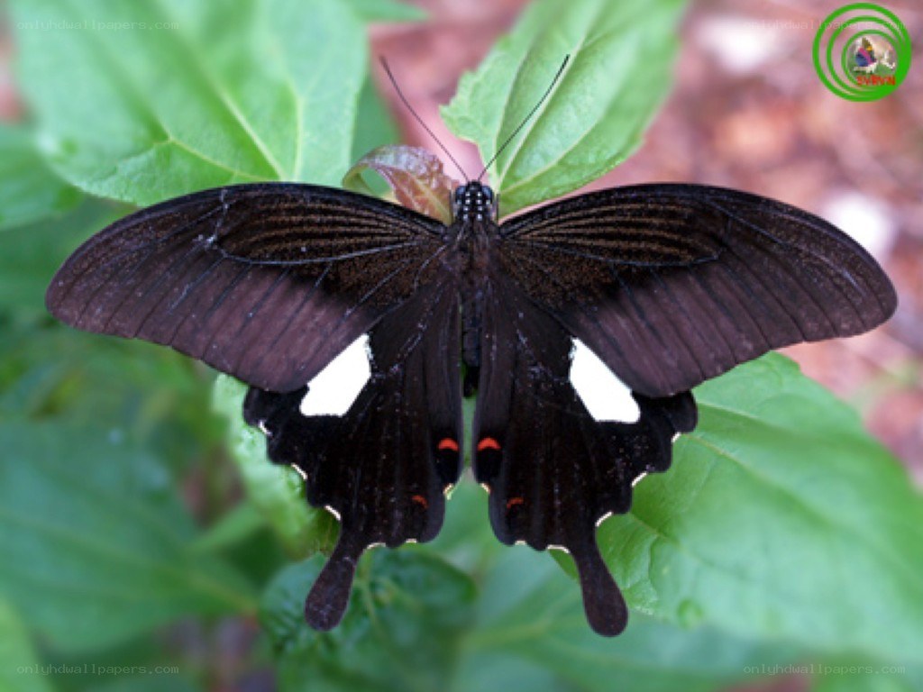 black butterfly with white spots