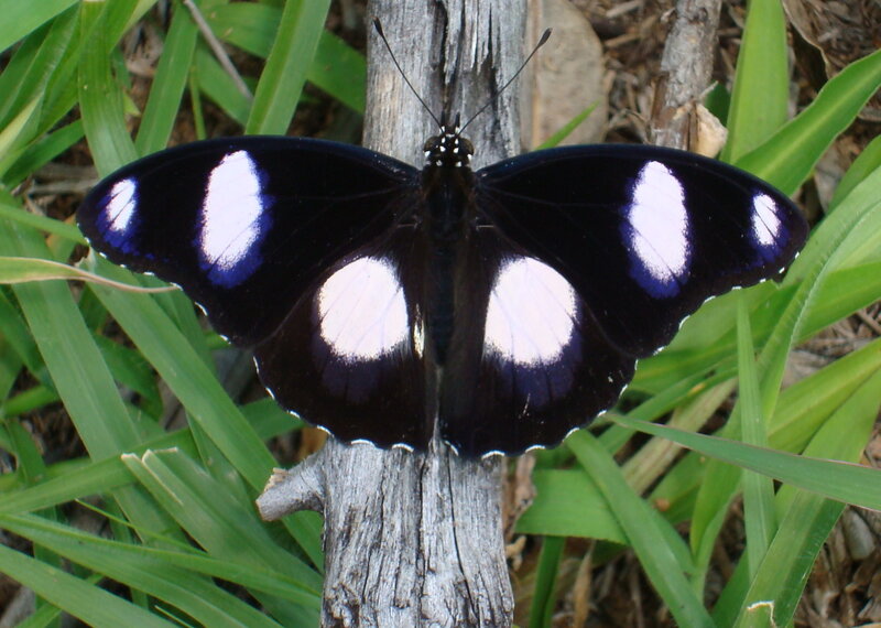 Black Butterfly with White Spots — Natural