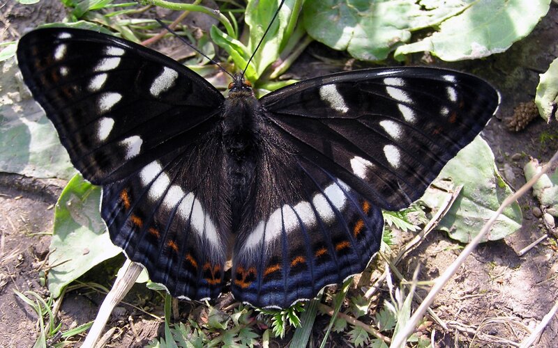 black butterfly with white spots