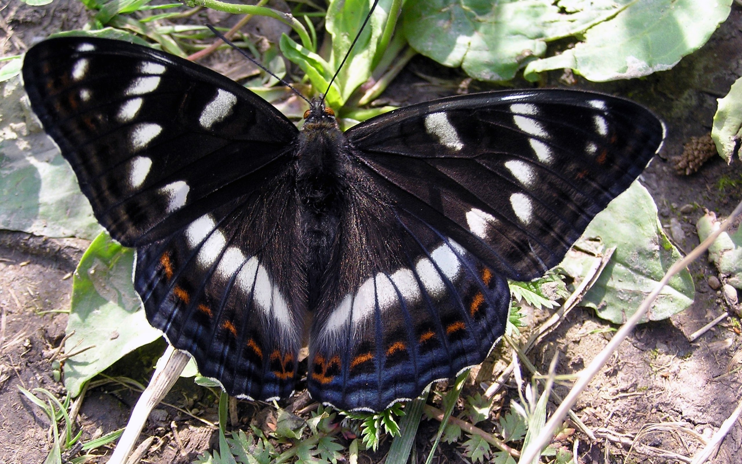 black butterfly with white spots
