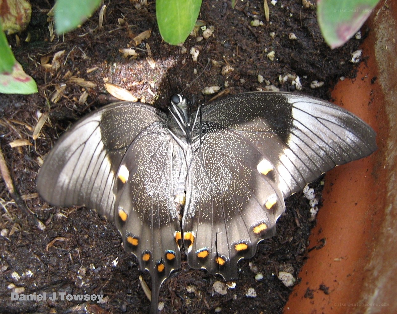 black butterfly with yellow spots