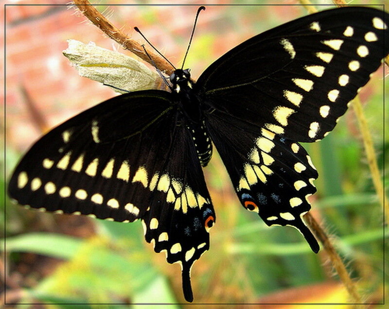 Black Butterfly with Yellow Spots — Natural