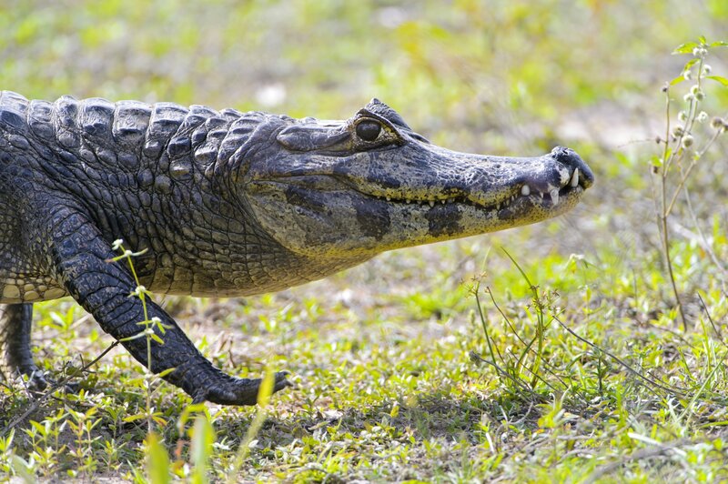 Black Caiman in Grass