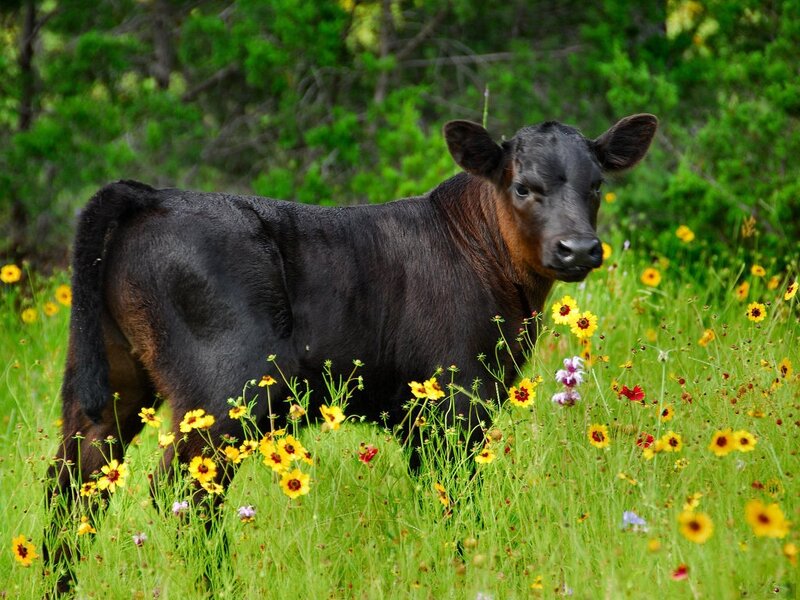 Black Calf in Field — Green
