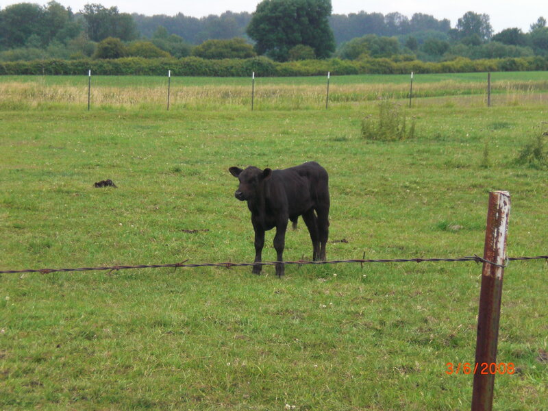 Black Calf in Field