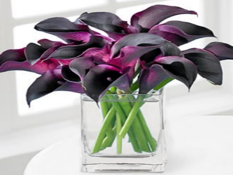 Black calla lilies in a vase