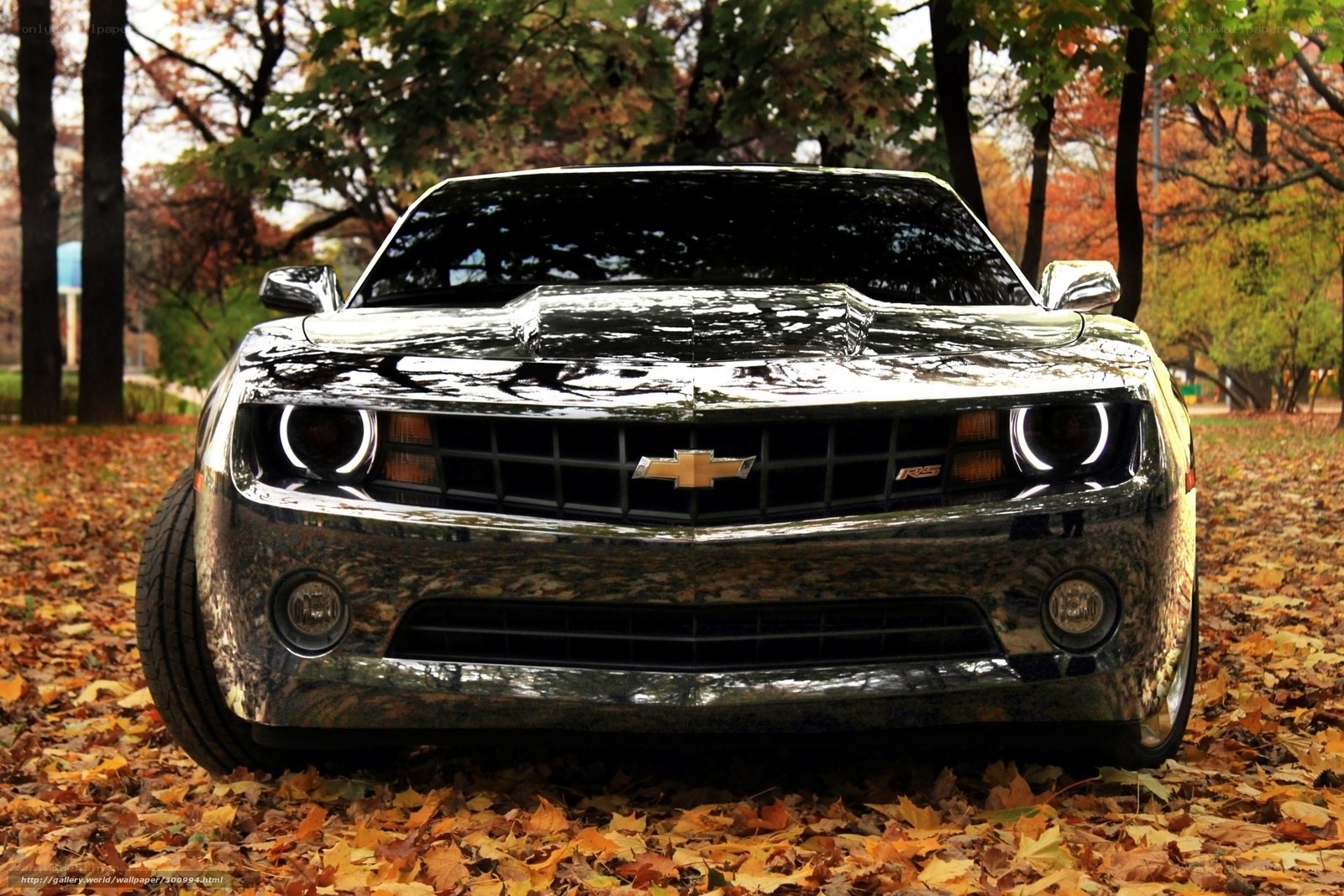 Black Camaro in autumn leaves
