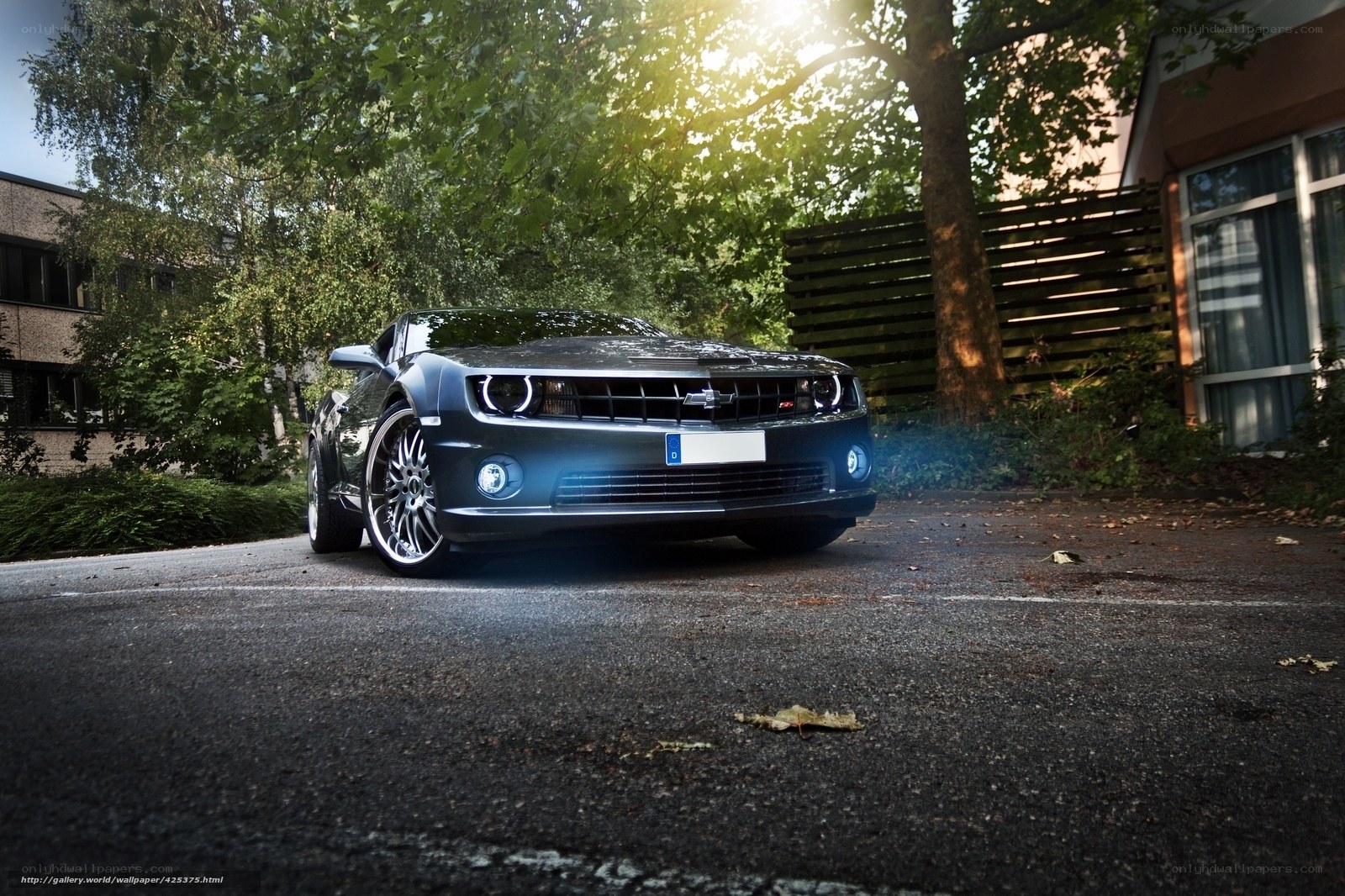 Black Camaro in Sunlight