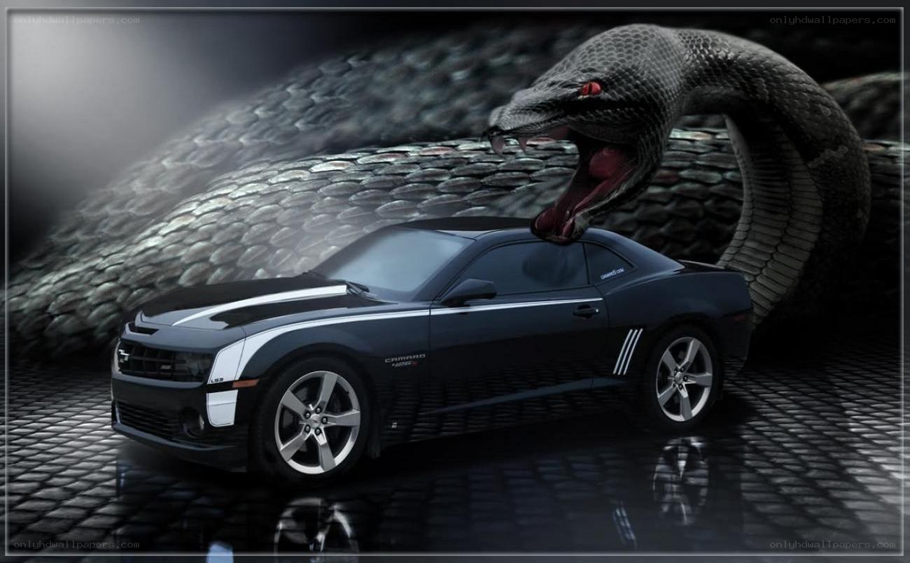 Black Camaro with giant snake